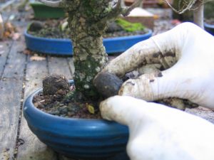 boulette_engrais_associer_organique_chimique_pour_bonsai19-800x600